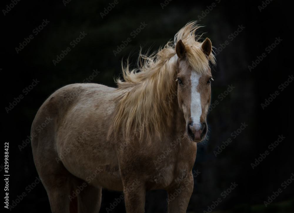 Obraz premium Gorgeous Golden Mustang Mare