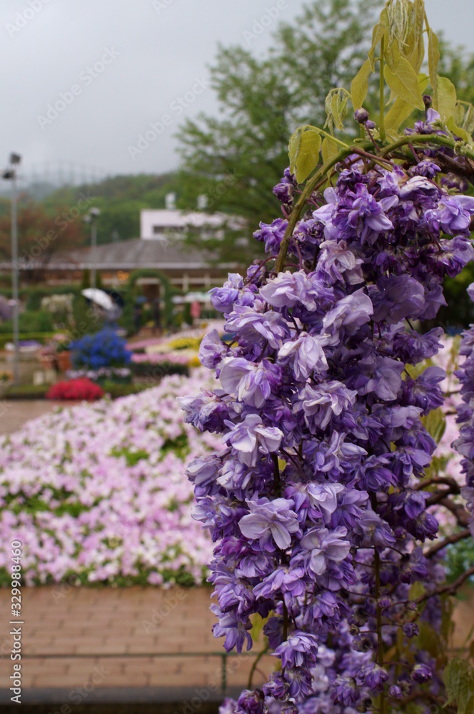 Obraz premium Macro photo of wisteria flower