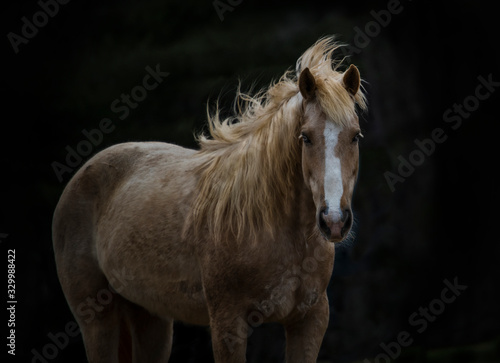 Fototapeta Naklejka Na Ścianę i Meble -  Gorgeous Golden Mustang Mare