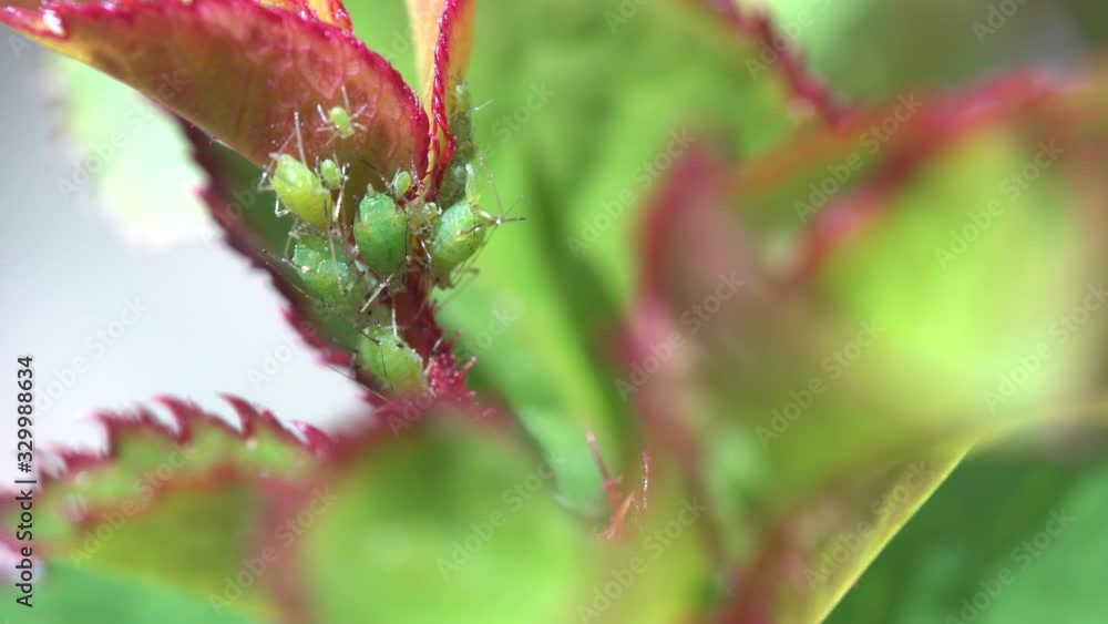Aphid. Insects that affect roses are often considered pests. Hand