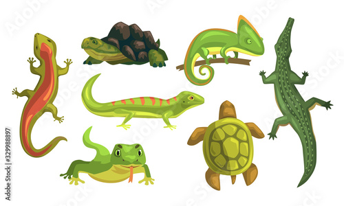 Amphibian Animals Collection, Turtle, Chameleon, Lizard, Crocodile, Salamander Vector Illustration on White Background © topvectors