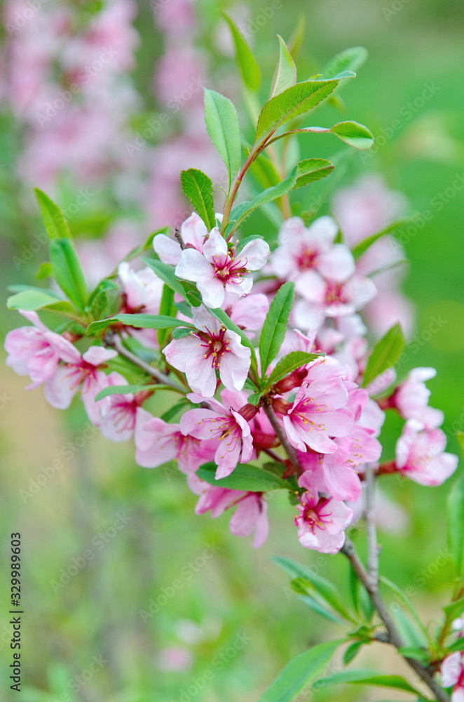 A branch of the flowering almond of the steppe (lat. Prunus tenella) A branch of the flowering almond of the steppe (lat. Prunus tenella)