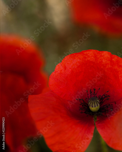 close up of poppies, symbol of remembrance day 