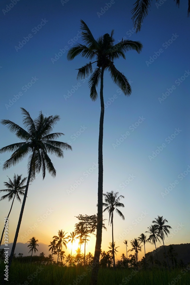 Obraz premium palm trees at sunset