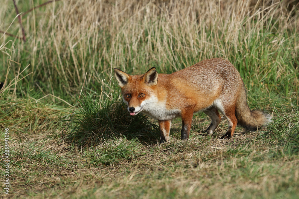 A cute vixen Red Fox, Vulpes vulpes, poking out its tongue standing in a field.