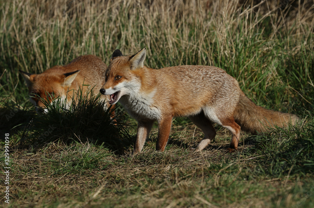 Two magnificent Red Foxes, Vulpes vulpes, hunting in a field. One of the Foxes has its mouth open.