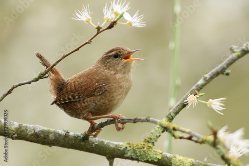 Obraz na płótnie A beautiful singing Wren perched on a blackthorn tree in blossom.
