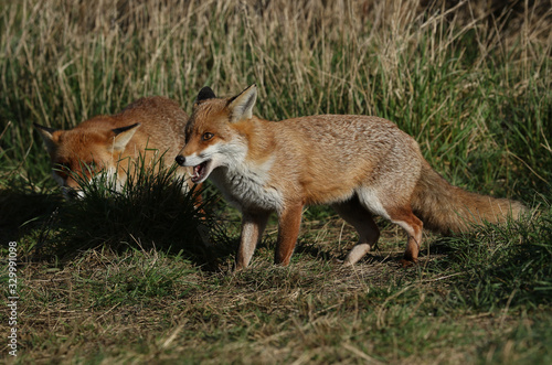 Two magnificent Red Foxes, Vulpes vulpes, hunting in a field. One of the Foxes has its mouth open.
