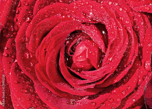 A bud of a beautiful burgundy rose rose with water drops on the petals. Close-up  macro. Drops of water glisten in the sun.