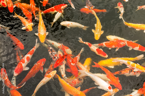Photography Japan carps koi. Red, orange and white fish swim in the water.