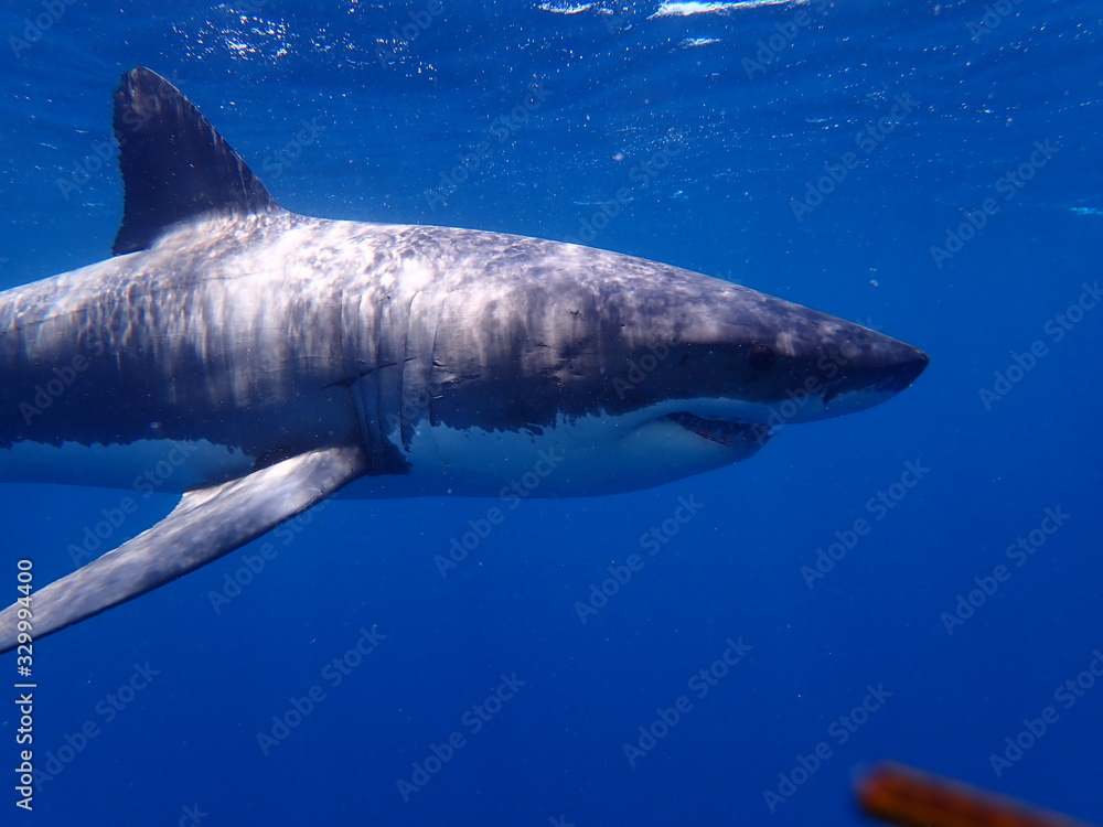 Naklejka premium Great White Shark photographed off the Neptune Islands