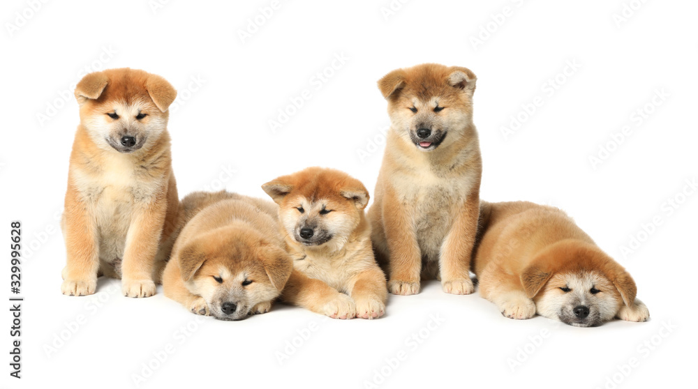 Cute Akita Inu puppies on white background. Baby animals Cute Akita Inu puppies on white background. Baby animals