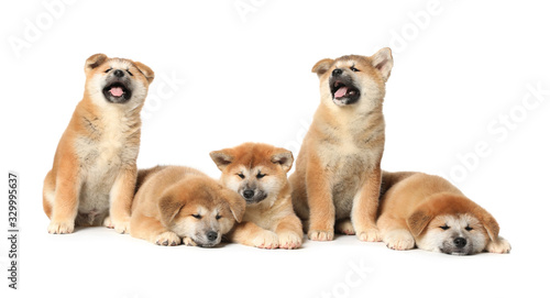 Cute Akita Inu puppies on white background. Baby animals