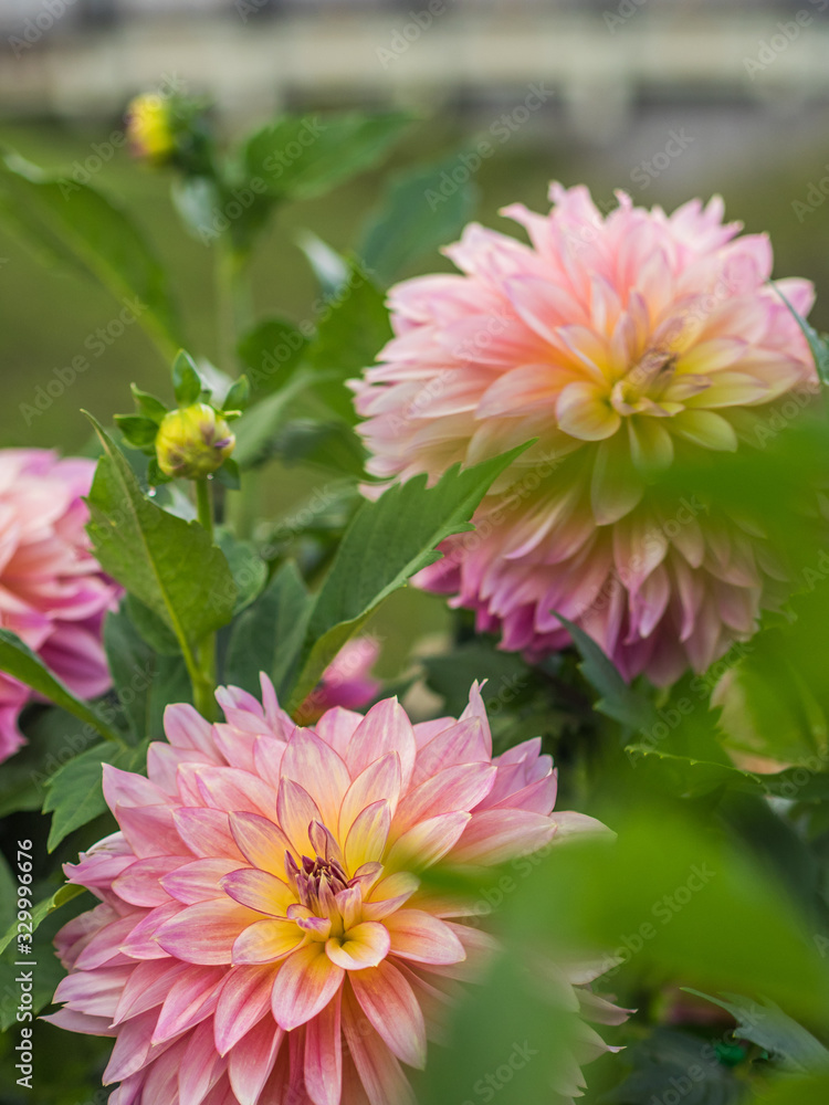 Obraz premium ダリア