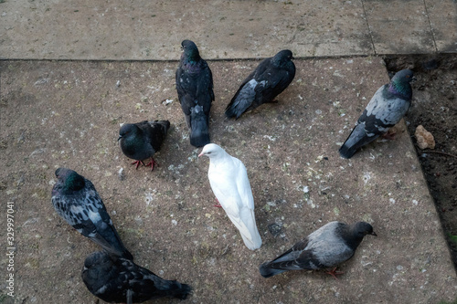 Foto White pigeon in the middle of the street