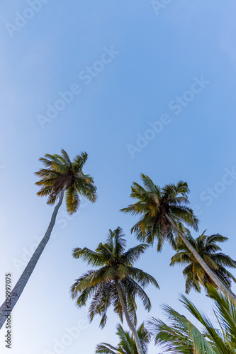 Palm tree at Corbyns Cove beach in Port Blair in the Andaman and Nicobar Islands, India.  photo