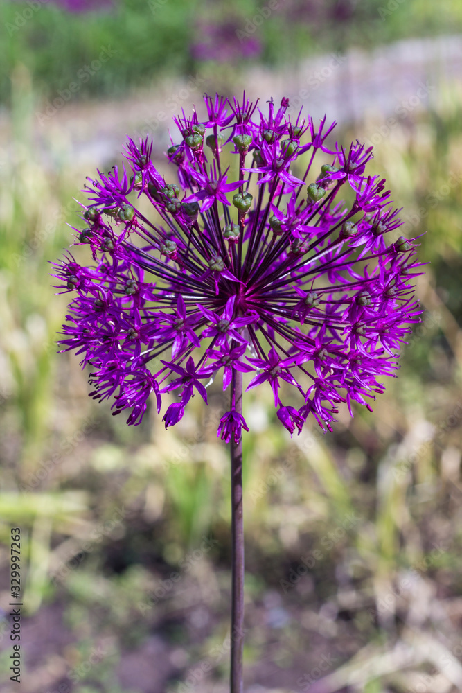 Fototapeta premium Purple onion flower. Allium Flower. Natural background.