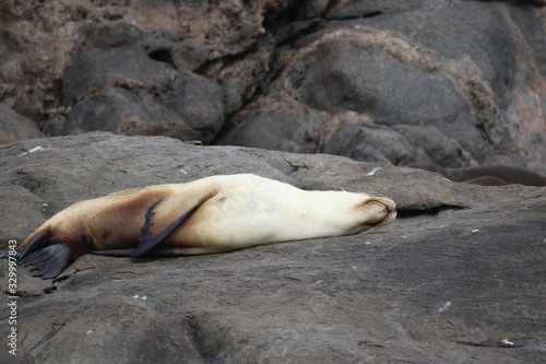 Australian Sea lion  South Australia  Endangered species