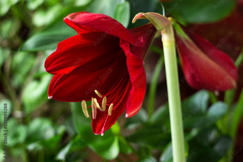 Red amaryllis flower on a green background. Flower blooming, room Lily blooms, plant at home. Nature Red amaryllis flower on a green background. Flower blooming, room Lily blooms, plant at home. Nature