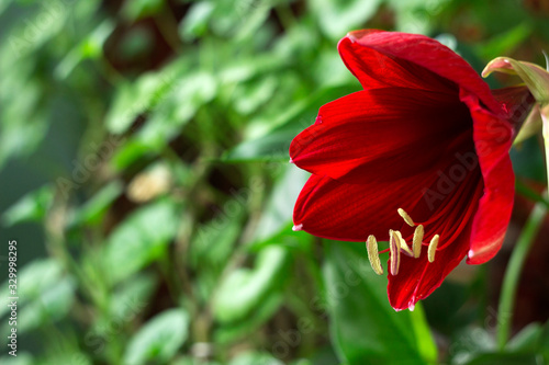 Red amaryllis flower on a green background. Flower blooming, room Lily blooms, plant at home. Nature