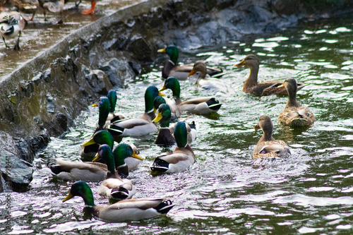 wild ducks swimming inside  pond photo