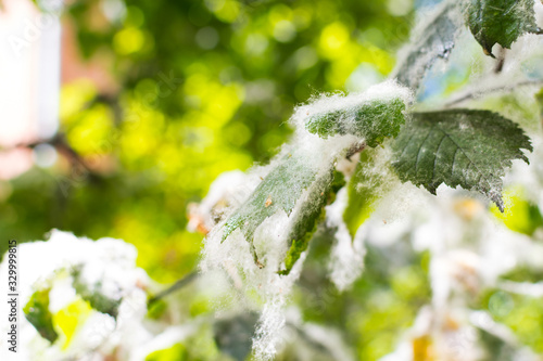 poplar fluff covers the leaves of trees