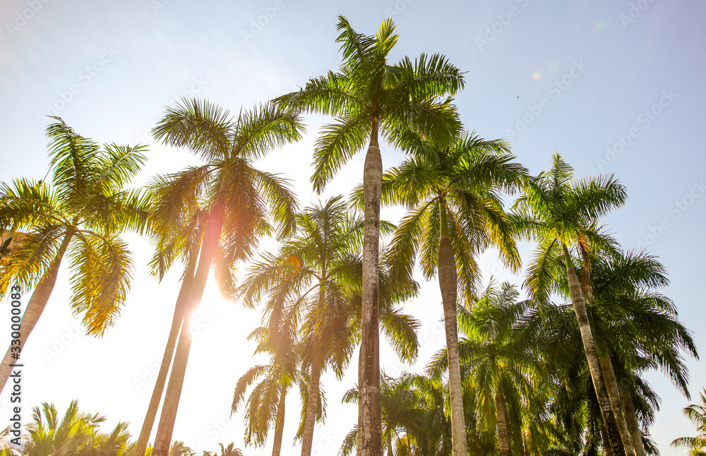Fototapeta premium Beautiful palm trees against the blue sky