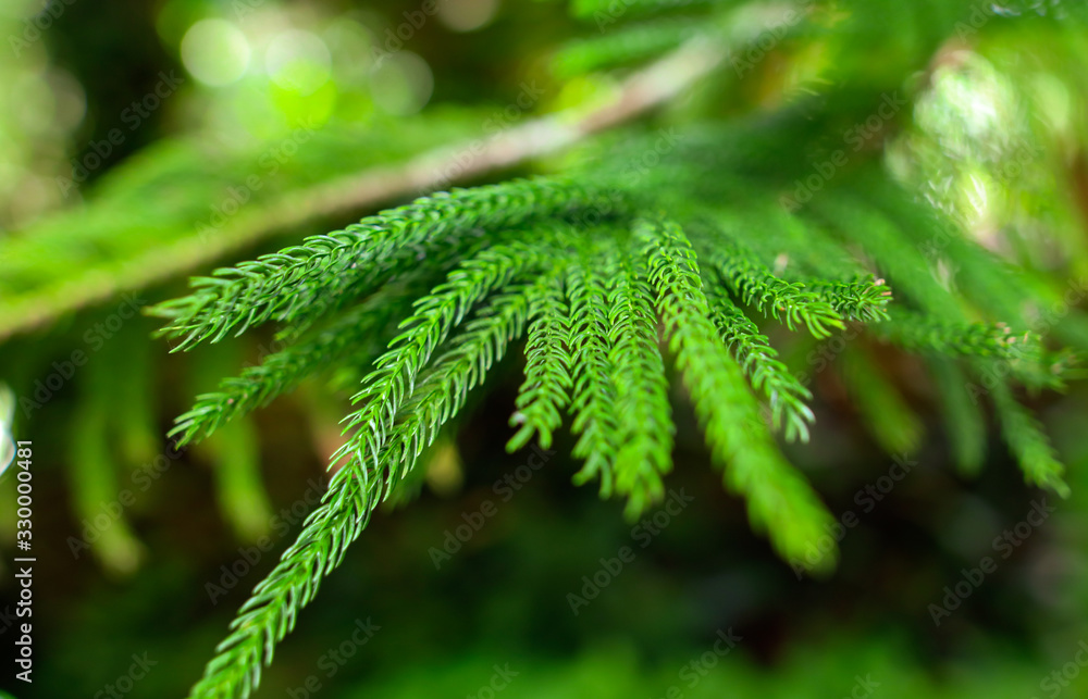 Green branch of conifer in a park. Green branch of conifer in a park.