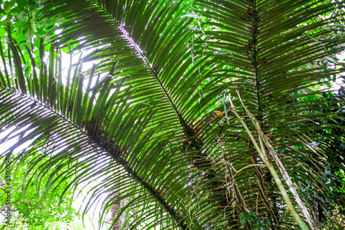 A large branch of a palm leaf