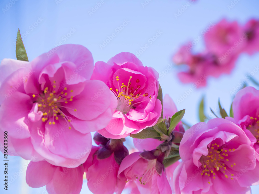 Obraz premium 満開の濃いピンクの花桃の花