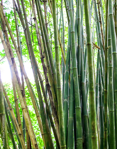 Bamboo stalks as a background
