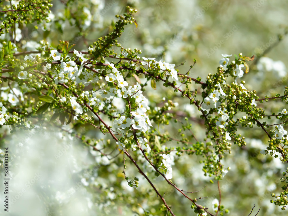 満開のユキヤナギの花 満開のユキヤナギの花