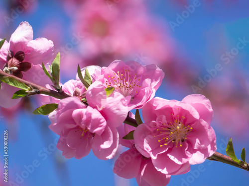 満開の濃いピンクの花桃の花