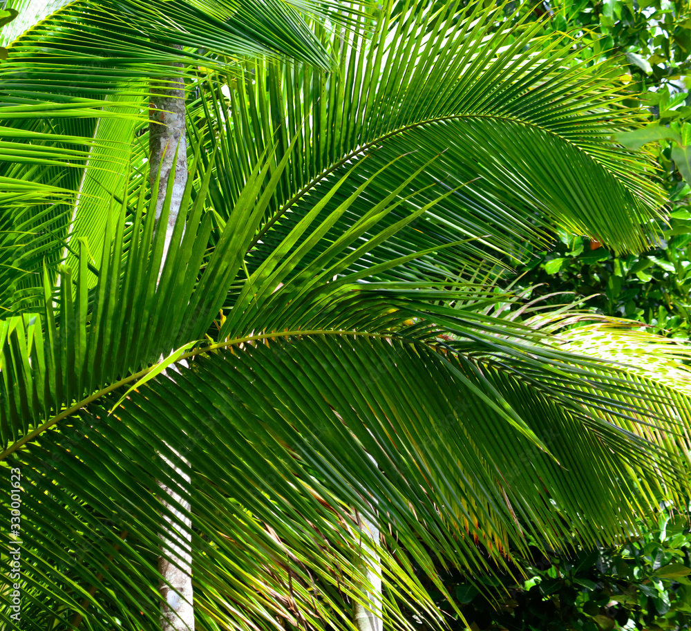 Obraz premium A large branch of a palm leaf