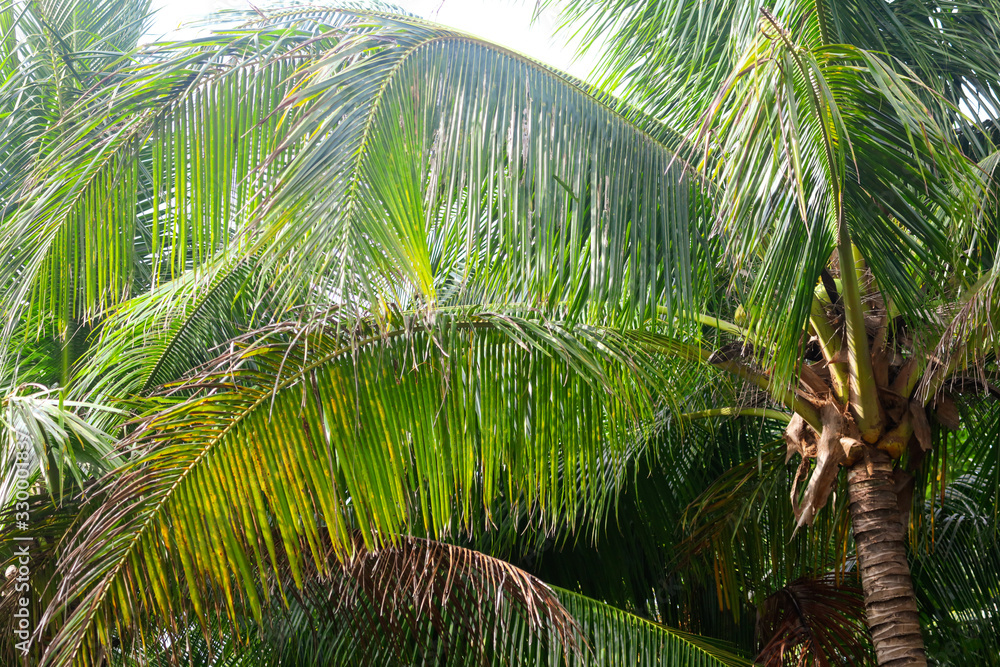 Fototapeta premium A large branch of a palm leaf