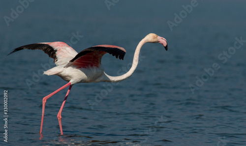 Greater Flamingo of Lake Kerkini