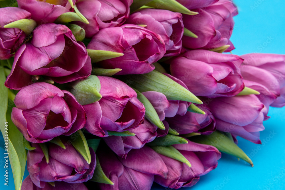 bouquet of pink tulips/ Easter day background. Bouquet of tulips on a blue background, web banner