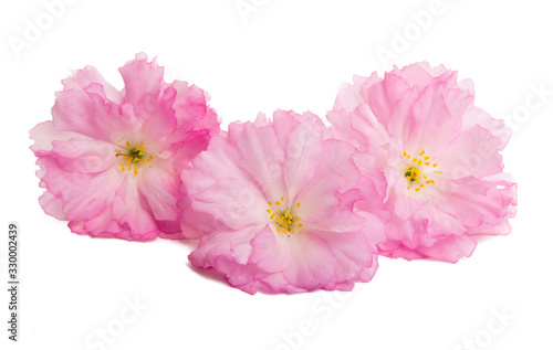 sakura flower isolated