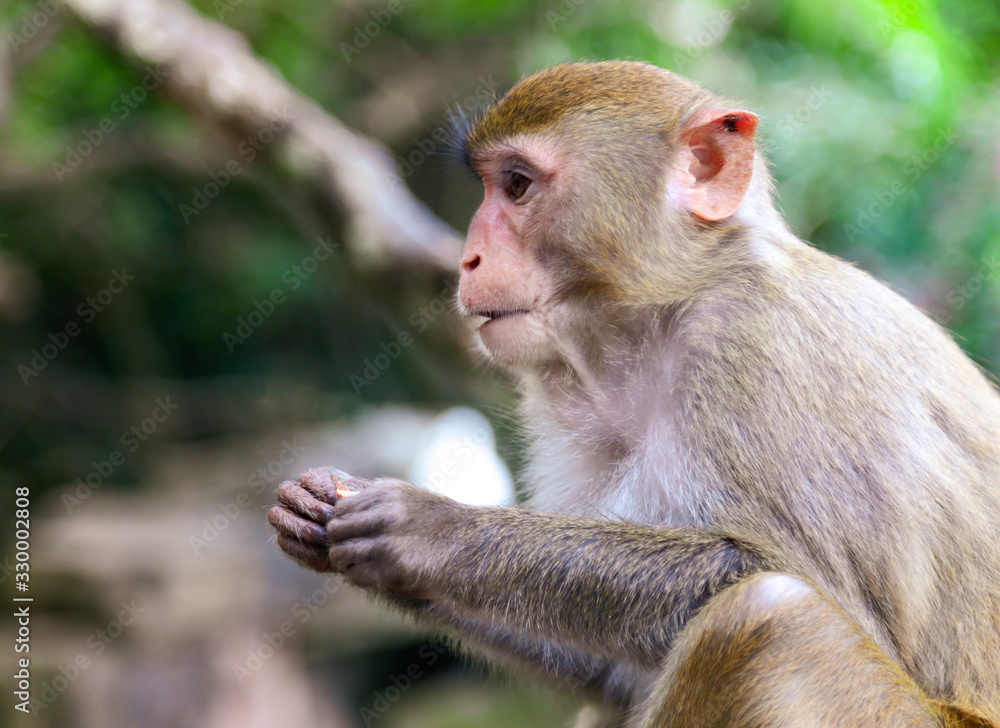 Portrait of a monkey in the park Portrait of a monkey in the park