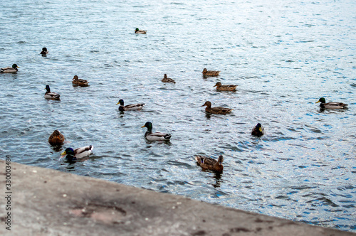 Group of gray little ducks on the pier port. Selective focus