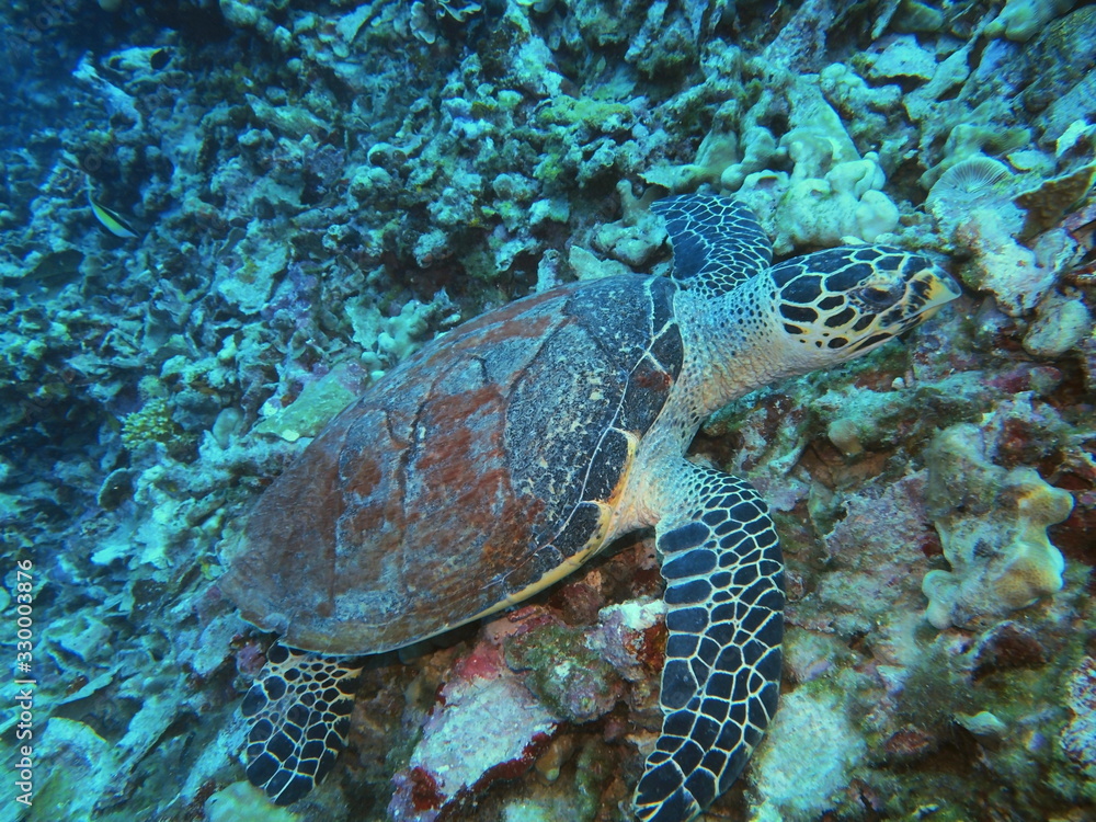 Fototapeta premium The amazing and mysterious underwater world of Indonesia, North Sulawesi, Manado, sea turtle