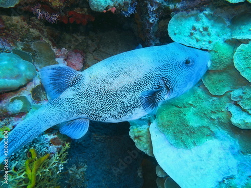 The amazing and mysterious underwater world of Indonesia, North Sulawesi, Manado, boxfish