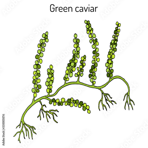 Sea grapes or green caviar Caulerpa lentillifera , edible seaweed