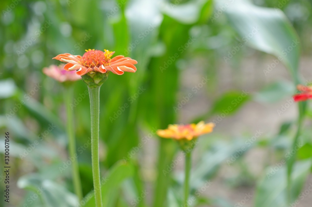 Beautiful Zinnia flowers background,nature background with bokeh. Beautiful Zinnia flowers background,nature background with bokeh.