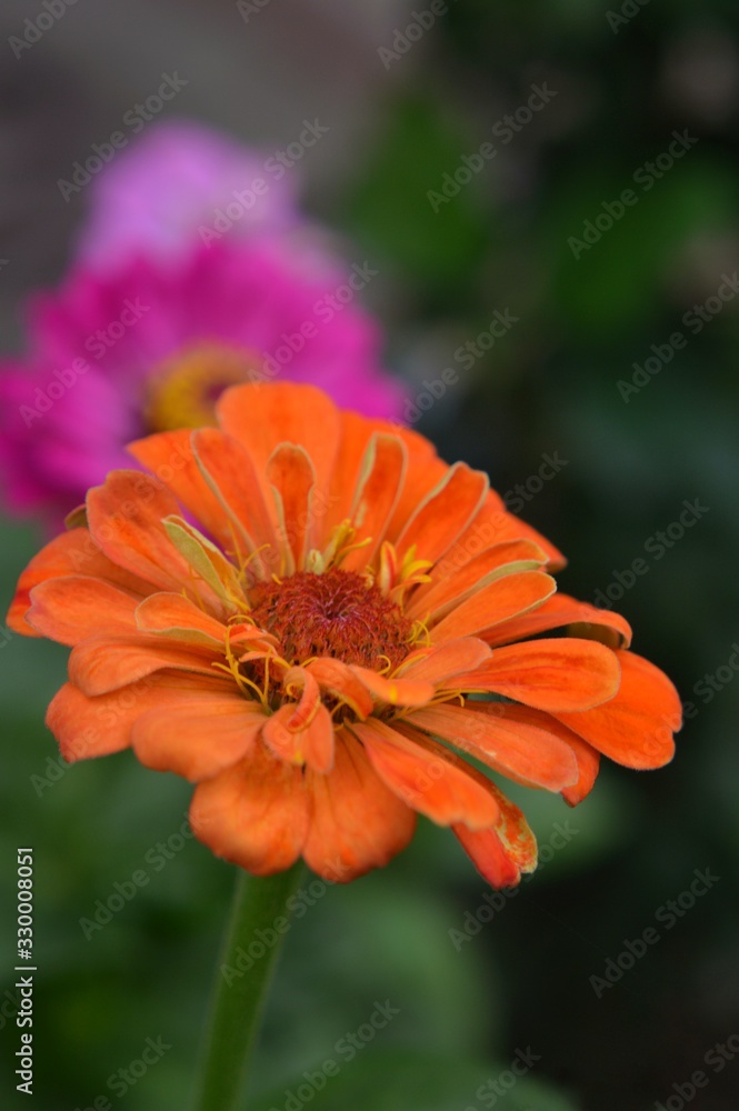 Beautiful Zinnia flowers background,nature background with bokeh. Beautiful Zinnia flowers background,nature background with bokeh.