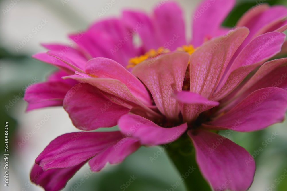 Naklejka premium Beautiful Zinnia flowers background,nature background with bokeh.