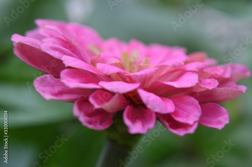 Beautiful Zinnia flowers background nature background with bokeh.