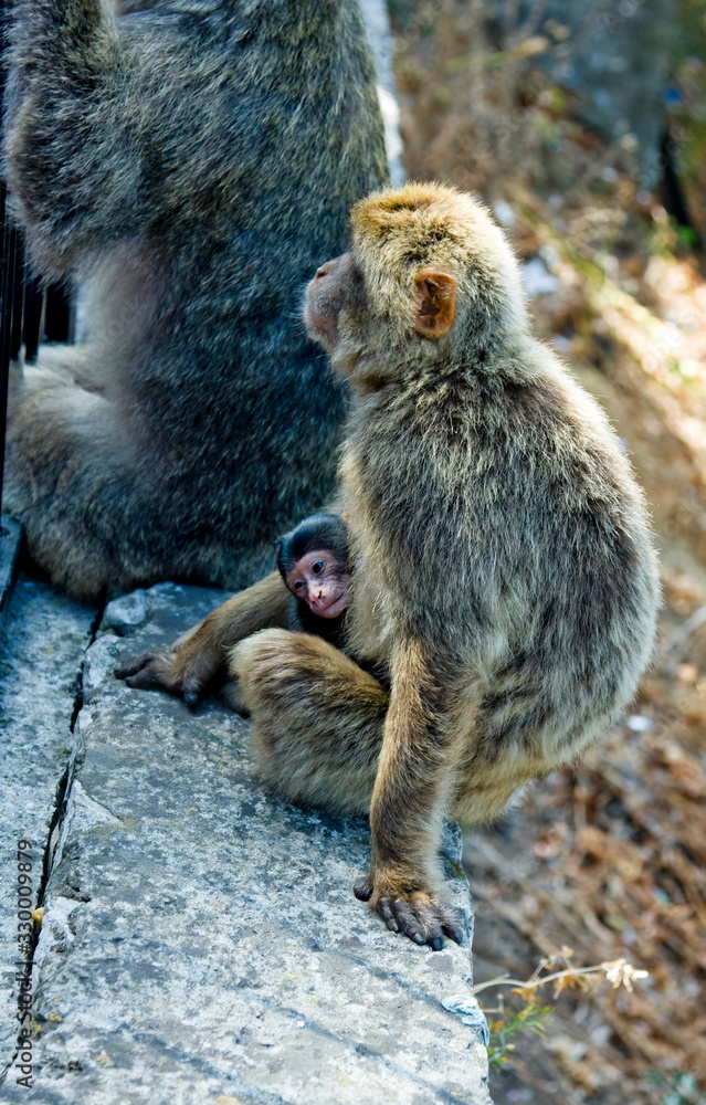 Little monkey sits on a stone parapet against the backdrop of the earth Little monkey sits on a stone parapet against the backdrop of the earth