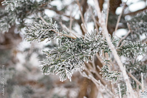 close-up of pine branches all needles in frost after severe frost, background winter forest © apinya