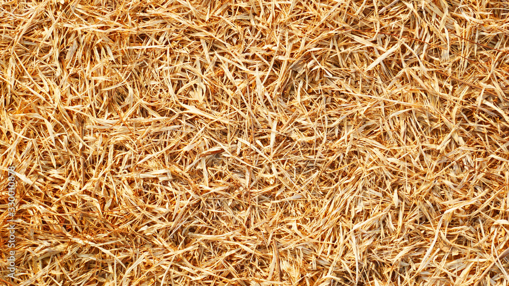 golden wheat background, dry bamboo leaf